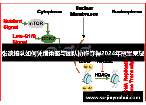 张德培队如何凭借策略与团队协作夺得2024年冠军荣耀